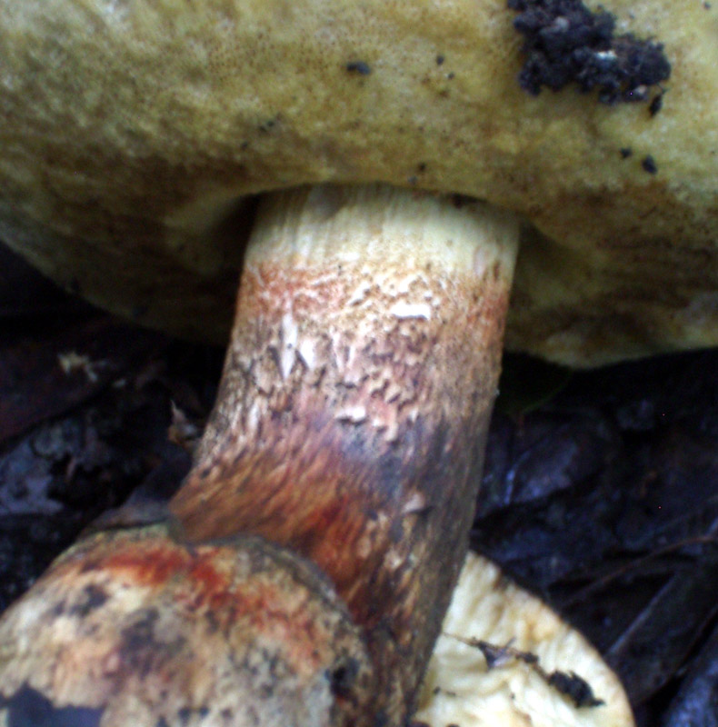 Leccinum lepidum ?